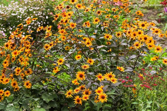 Šiurkštusis saulakis (Heliopsis helianthoides var. scabra) 'Summer Nights'